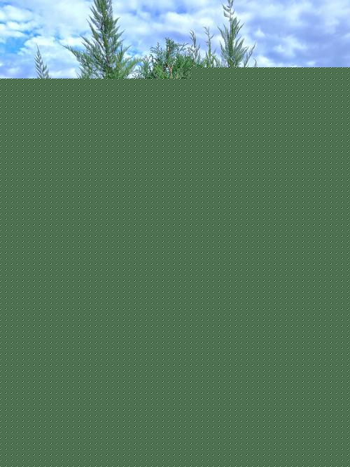 Thuja Occidentalis Nigra - View 4 from www redcrocus com