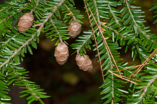 Tsuga Canadensis - View 10 from www redcrocus com
