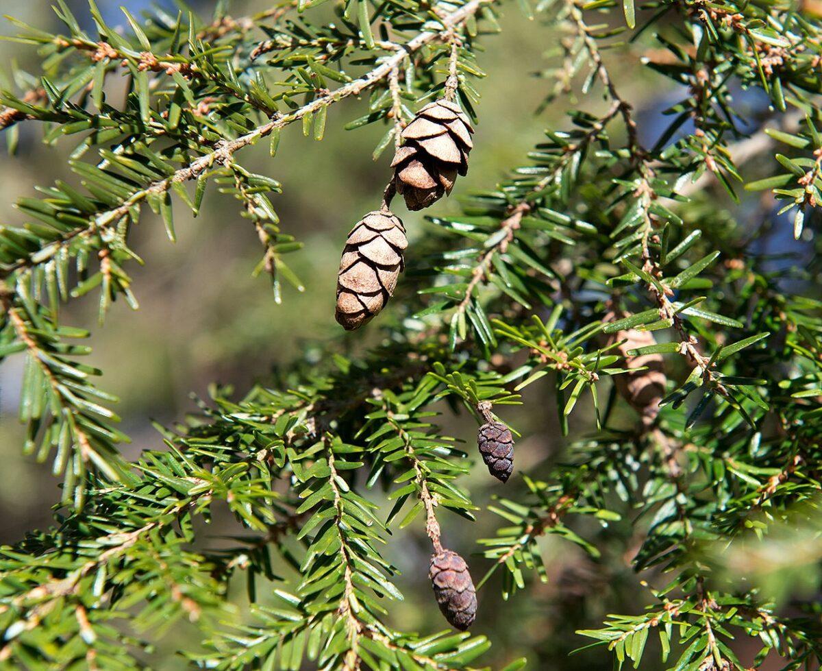 Tsuga Canadensis - View 19 from www redcrocus com