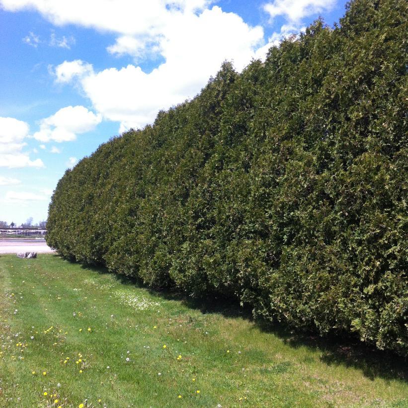 Thuja Occidentalis 'nigra' - View 10 from www redcrocus com