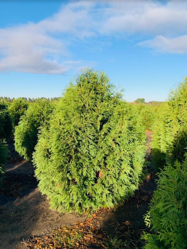 Thuja Occidentalis 'nigra' - View 11 from www redcrocus com
