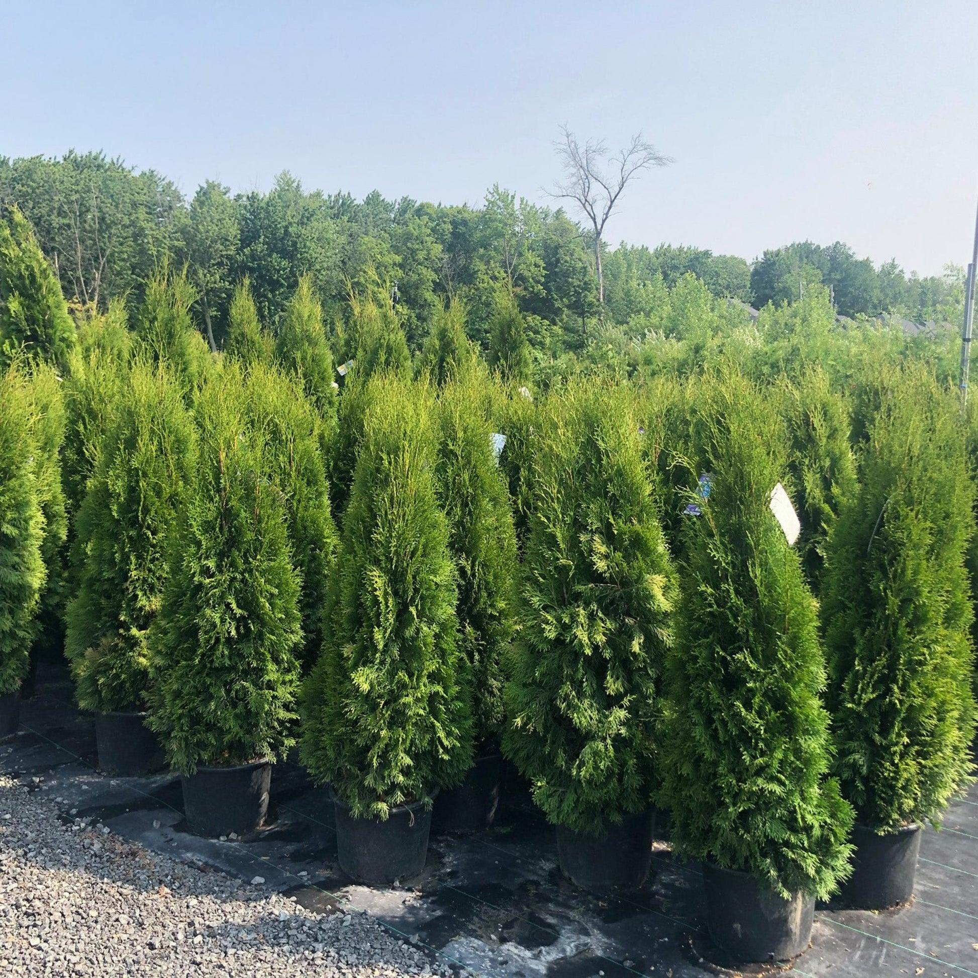 Thuja Occidentalis 'nigra' - View 13 from www redcrocus com