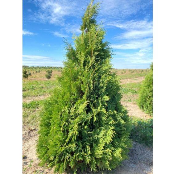 Thuja Occidentalis 'nigra' - View 14 from www redcrocus com
