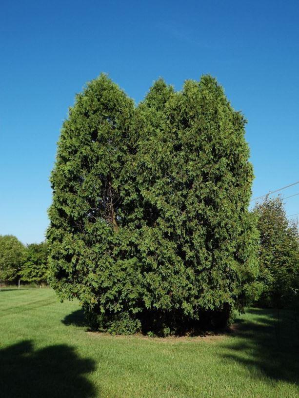 Thuja Occidentalis 'nigra' - View 15 from www redcrocus com