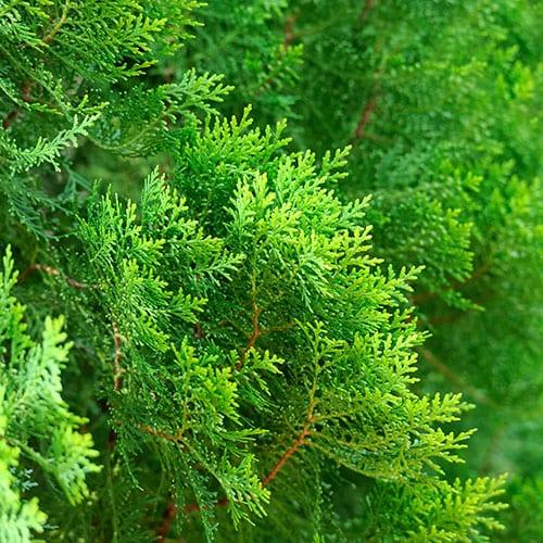 Thuja Occidentalis 'nigra' - View 16 from www redcrocus com