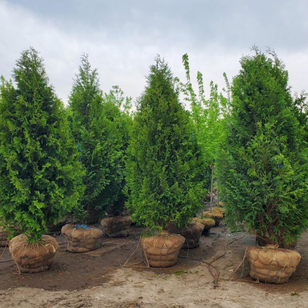 Thuja Occidentalis 'nigra' - View 2 from www redcrocus com
