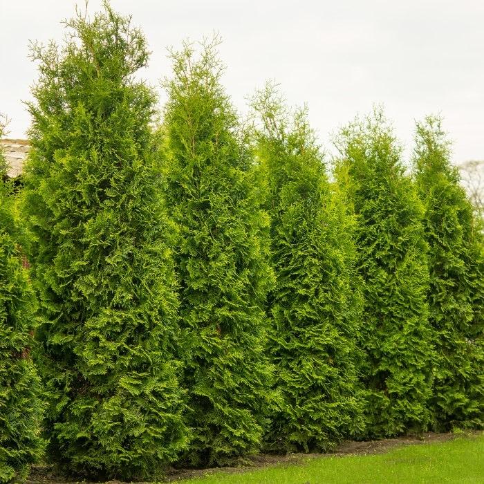 Thuja Occidentalis 'nigra' - View 3 from www redcrocus com