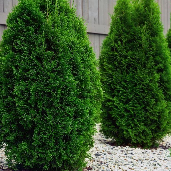 Thuja Occidentalis 'nigra' - View 4 from www redcrocus com