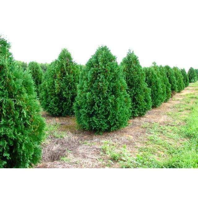 Thuja Occidentalis 'nigra' - View 5 from www redcrocus com