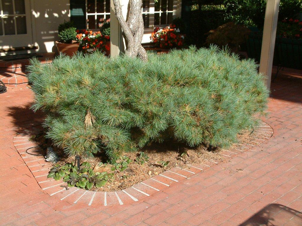 Pinus Strobus 'nana' - View 11 from www redcrocus com