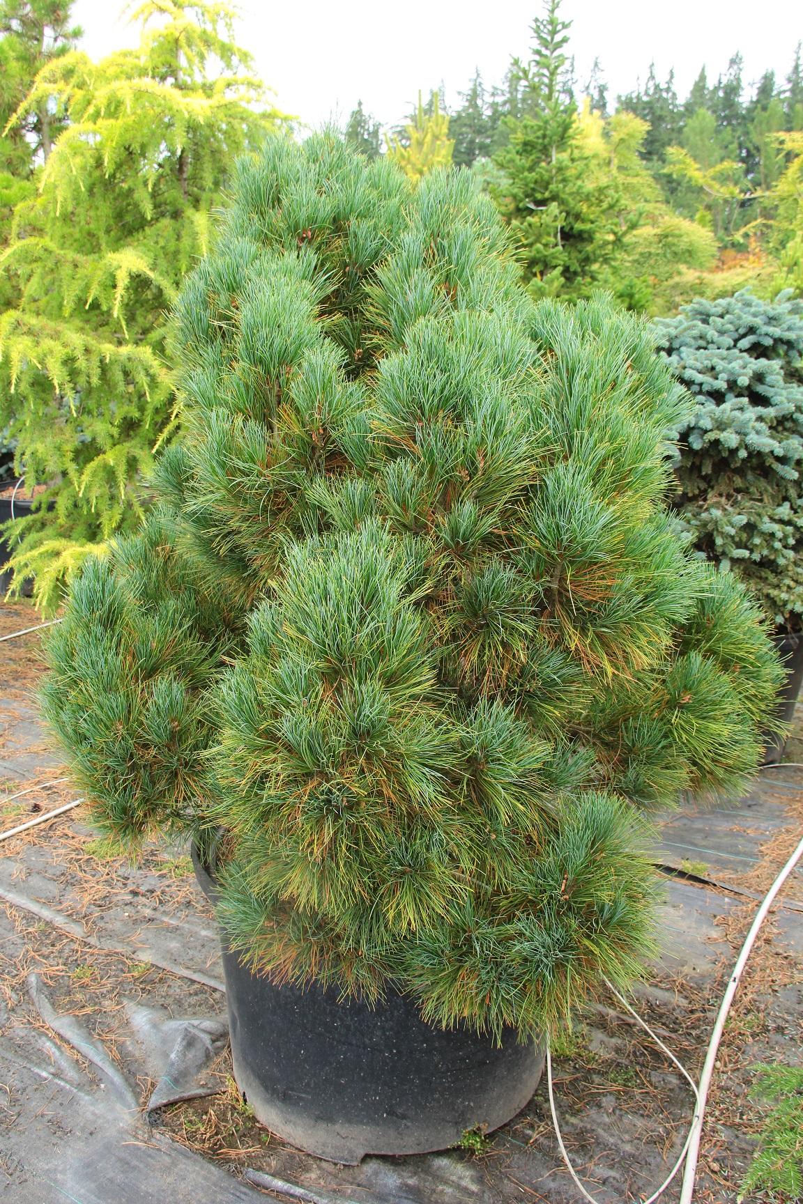 Pinus Strobus 'nana' - View 13 from www redcrocus com