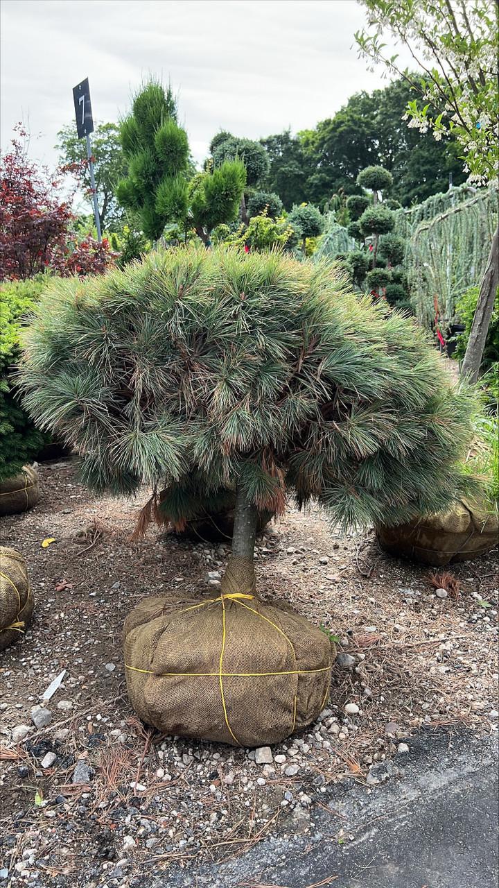 Pinus Strobus 'nana' - View 14 from www redcrocus com