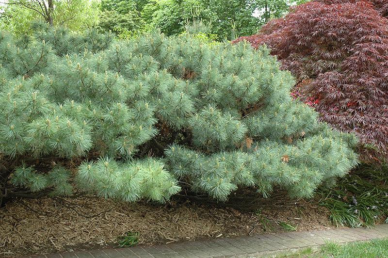 Pinus Strobus 'nana' - View 15 from www redcrocus com
