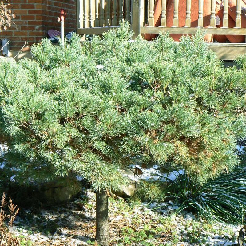 Pinus Strobus 'nana' - View 17 from www redcrocus com