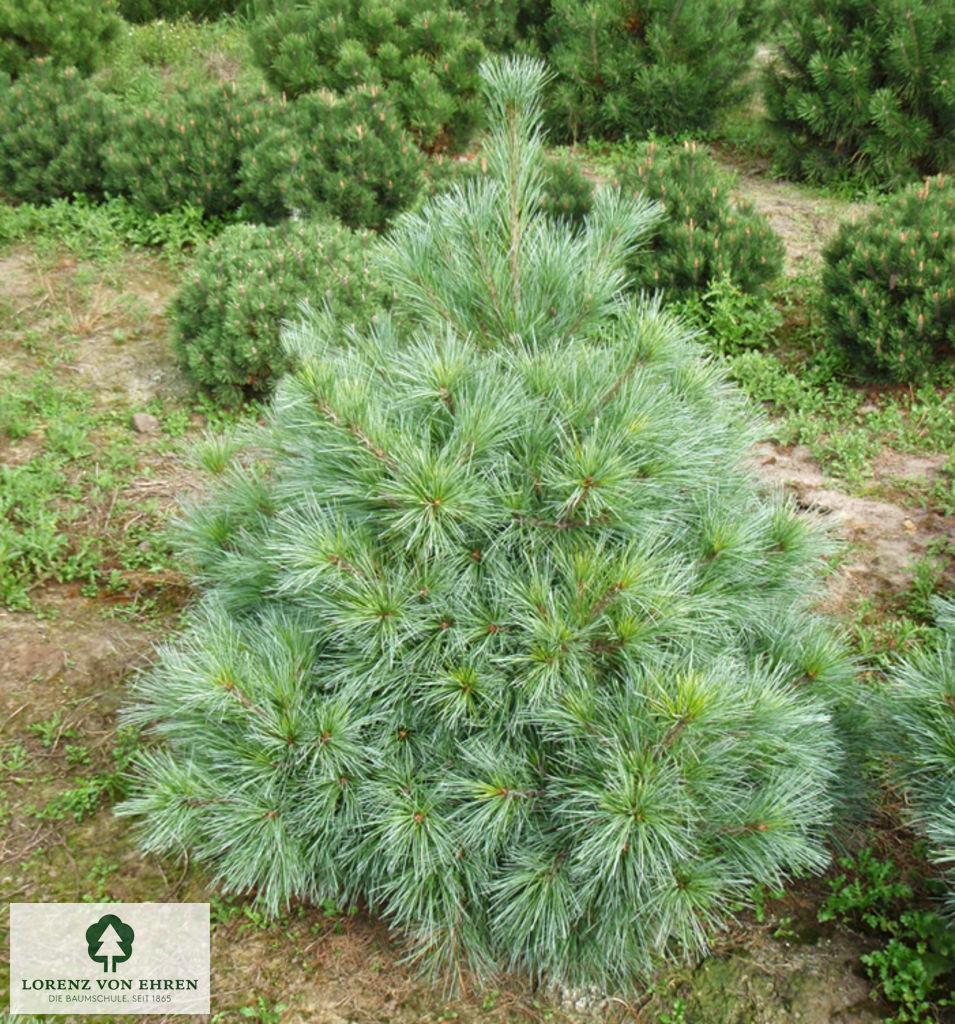 Pinus Strobus 'nana' - View 20 from www redcrocus com