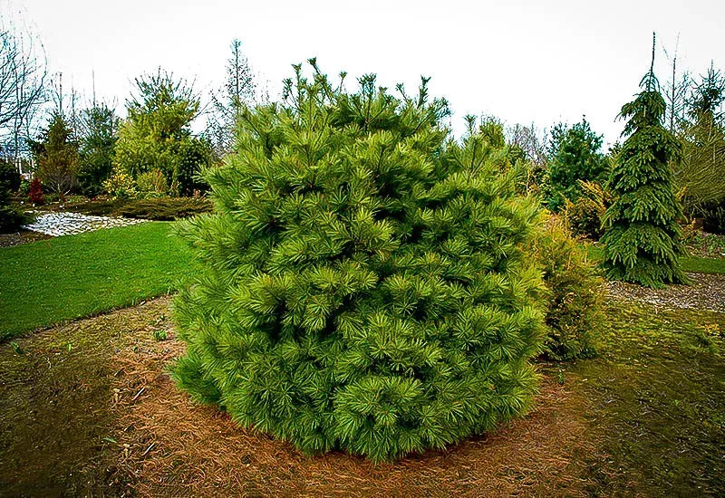 Pinus Strobus 'nana' - View 21 from www redcrocus com