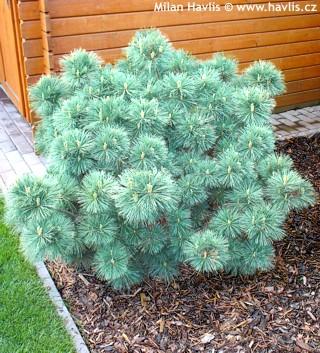 Pinus Strobus 'nana' - View 23 from www redcrocus com