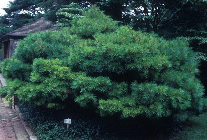 Pinus Strobus 'nana' - View 24 from www redcrocus com