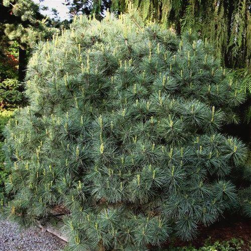 Pinus Strobus 'nana' - View 25 from www redcrocus com