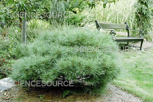 Pinus Strobus 'nana' - View 26 from www redcrocus com