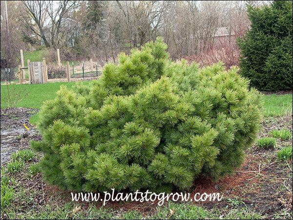 Pinus Strobus 'nana' - View 33 from www redcrocus com