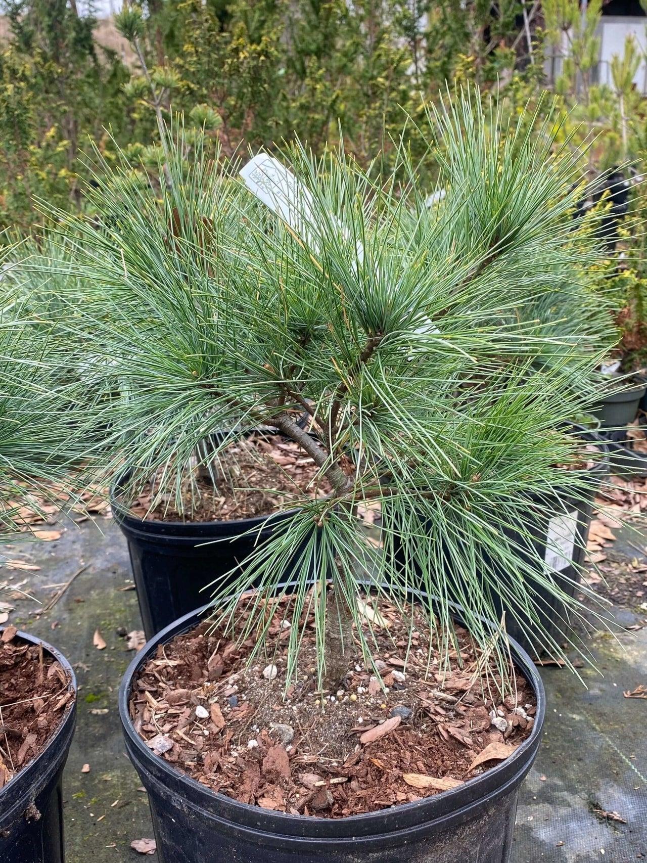 Pinus Strobus 'nana' - View 34 from www redcrocus com