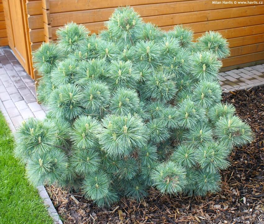 Pinus Strobus 'nana' - View 35 from www redcrocus com