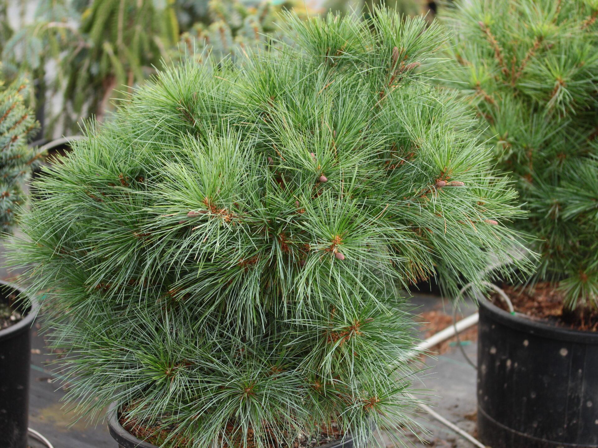 Pinus Strobus 'nana' - View 4 from www redcrocus com