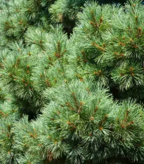 Pinus Strobus 'nana' - View 6 from www redcrocus com