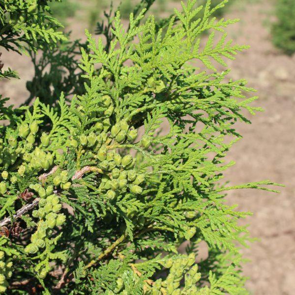 Thuja Occidentalis Wintergreen - View 10 from www redcrocus com
