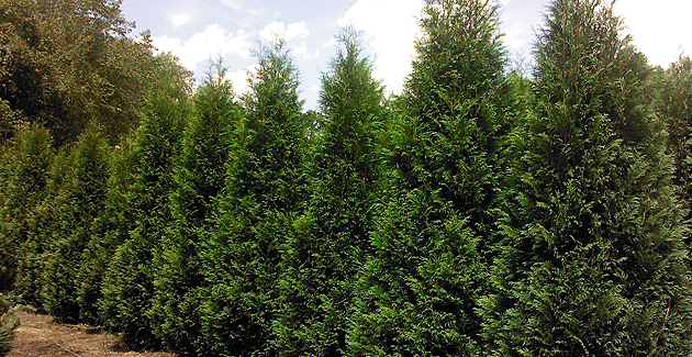 Thuja Occidentalis Wintergreen - View 12 from www redcrocus com