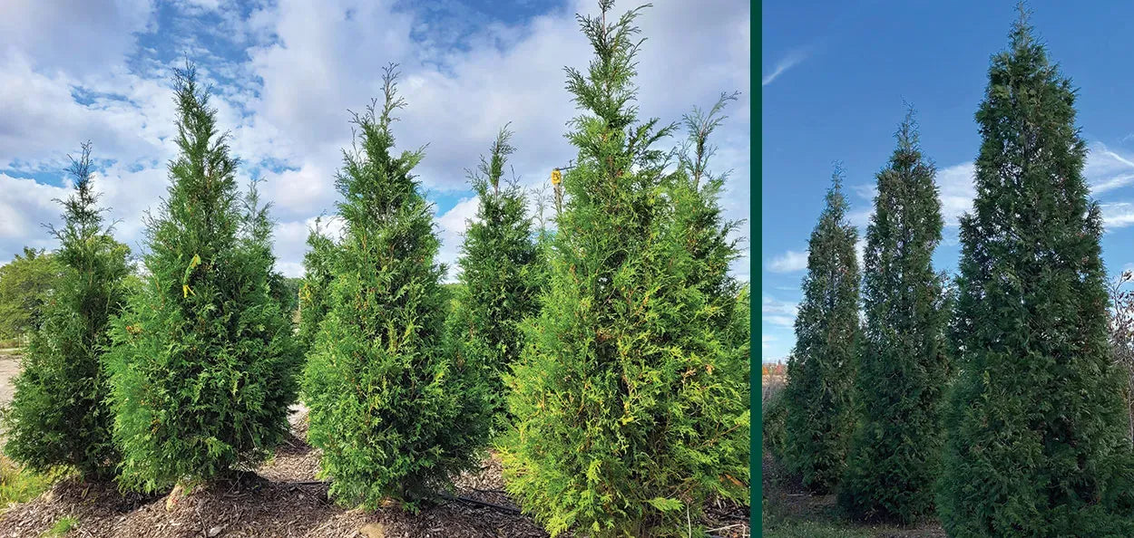 Thuja Occidentalis Wintergreen - View 8 from www redcrocus com