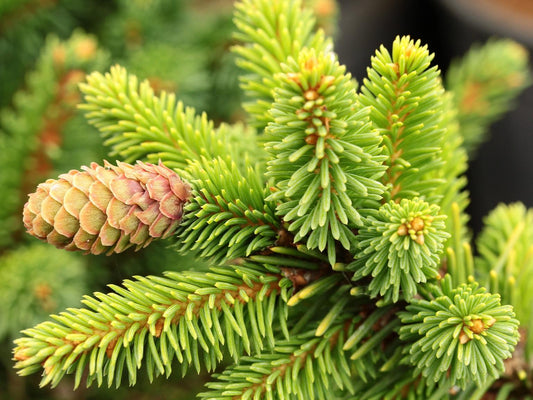 Picea Abies - View 10 from www redcrocus com