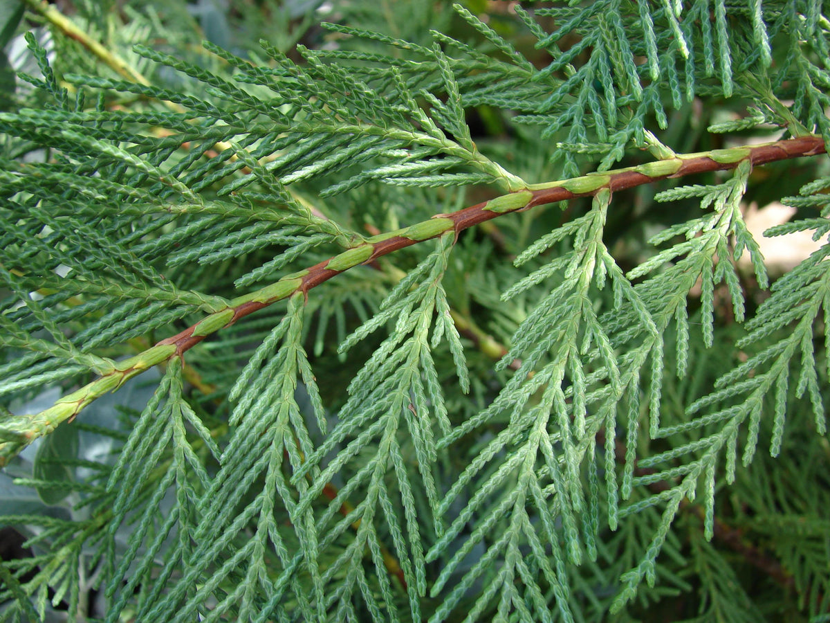 Cupressocyparis Leylandii - View 6 from www redcrocus com
