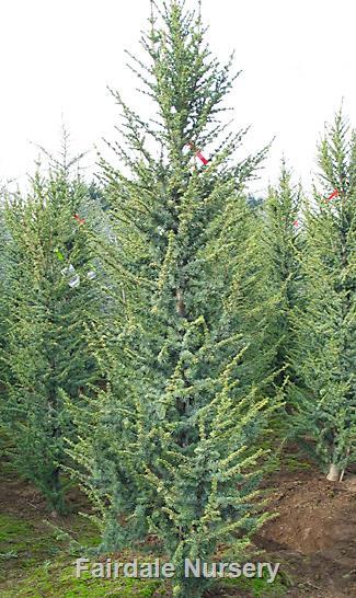 Cedrus Atlantica 'glauca' - View 35 from www redcrocus com