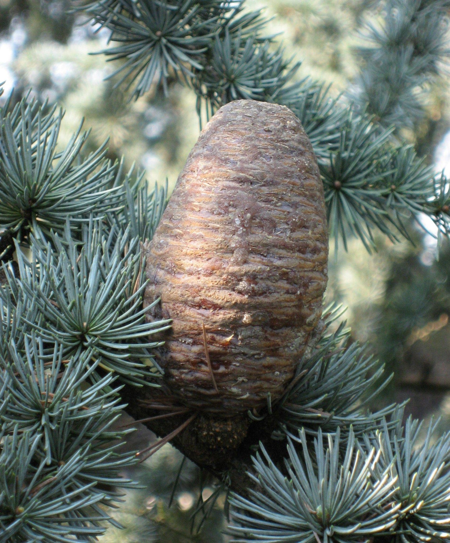 Cedrus Atlantica 'glauca' - View 38 from www redcrocus com