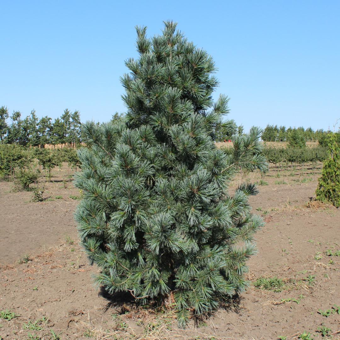 Pinus Flexilis 'vanderwolf's Pyramid' - View 14 from www redcrocus com