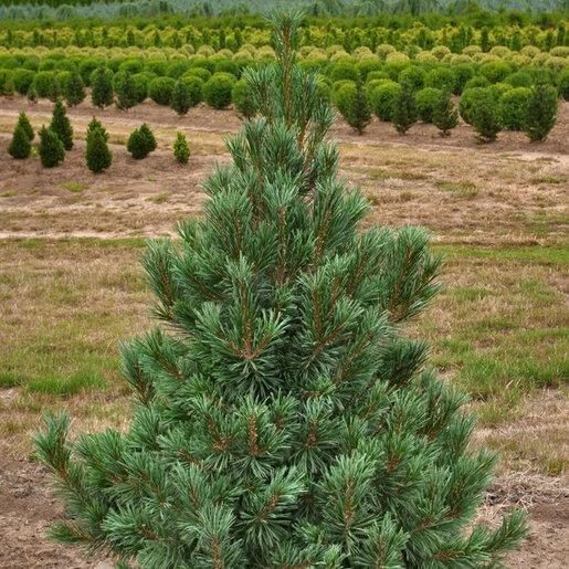 Pinus Flexilis 'vanderwolf's Pyramid' - View 15 from www redcrocus com