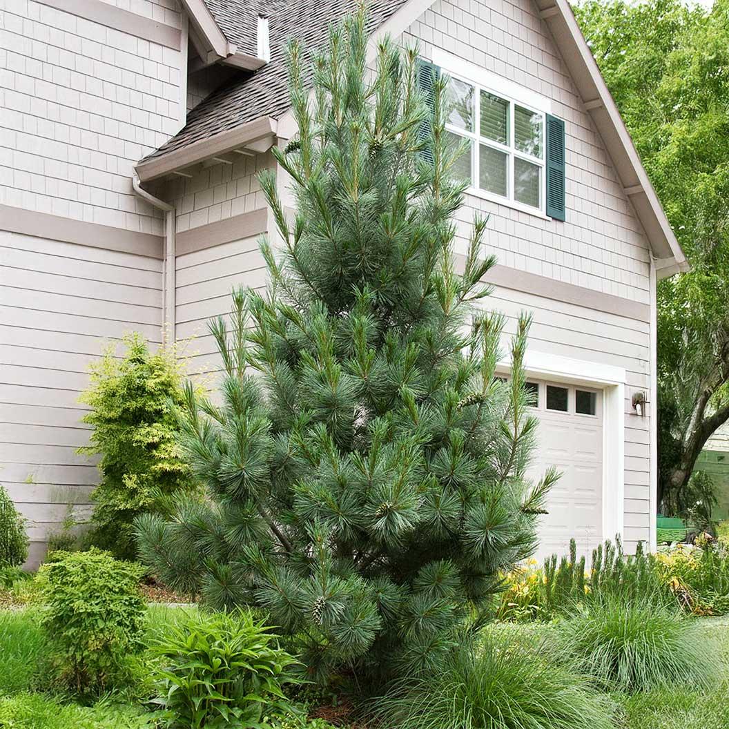 Pinus Flexilis 'vanderwolf's Pyramid' - View 16 from www redcrocus com