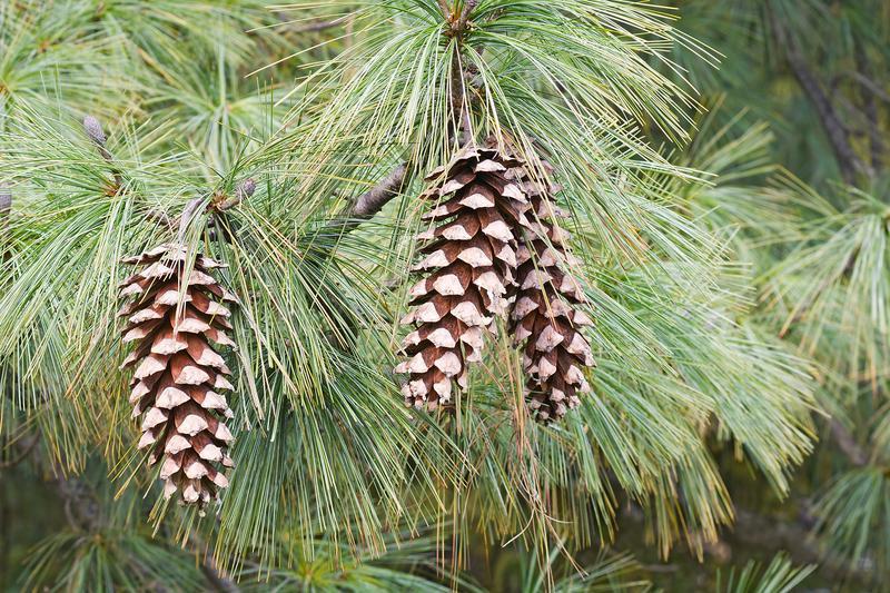 Pinus Flexilis 'vanderwolf's Pyramid' - View 17 from www redcrocus com