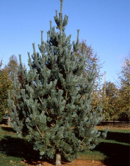 Pinus Flexilis 'vanderwolf's Pyramid' - View 19 from www redcrocus com