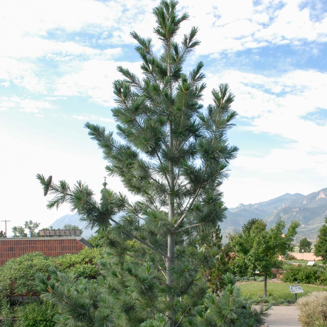 Pinus Flexilis 'vanderwolf's Pyramid' - View 20 from www redcrocus com