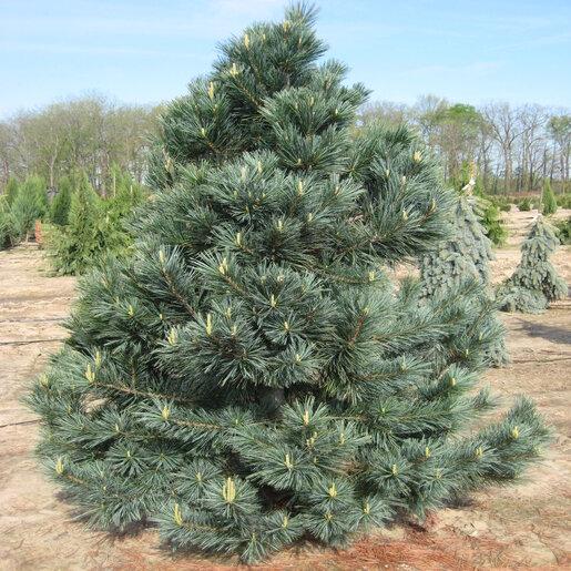 Pinus Flexilis 'vanderwolf's Pyramid' - View 22 from www redcrocus com