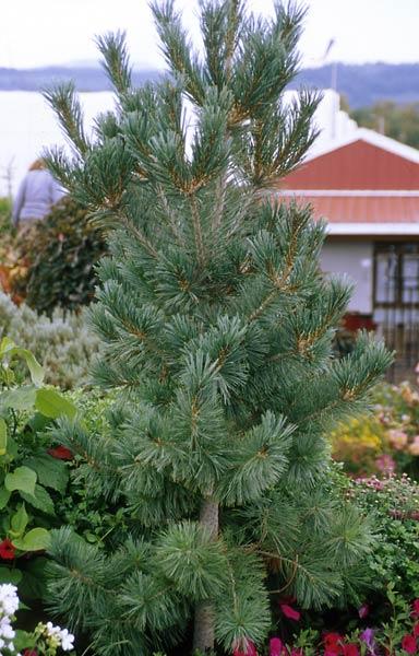 Pinus Flexilis 'vanderwolf's Pyramid' - View 23 from www redcrocus com