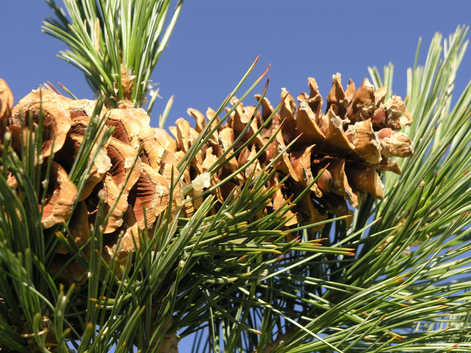 Pinus Flexilis 'vanderwolf's Pyramid' - View 24 from www redcrocus com