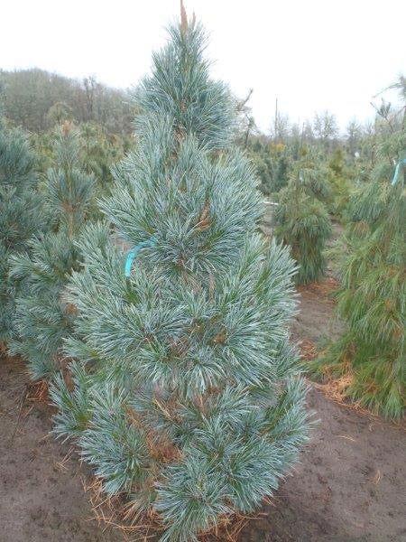 Pinus Flexilis 'vanderwolf's Pyramid' - View 25 from www redcrocus com