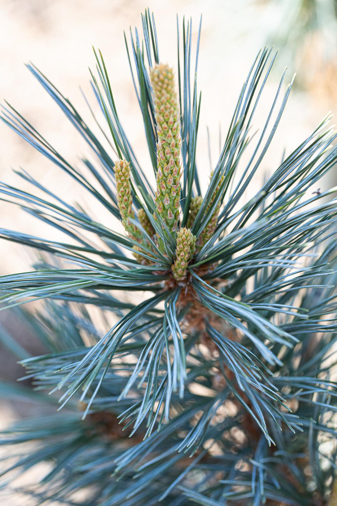 Pinus Flexilis 'vanderwolf's Pyramid' - View 27 from www redcrocus com