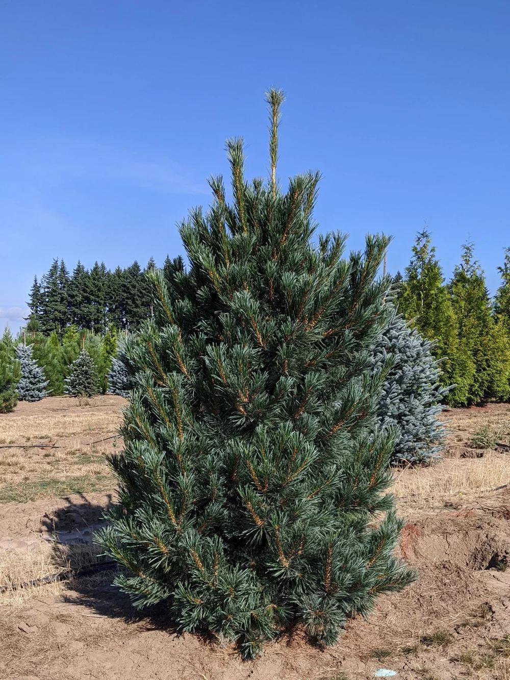 Pinus Flexilis 'vanderwolf's Pyramid' - View 28 from www redcrocus com