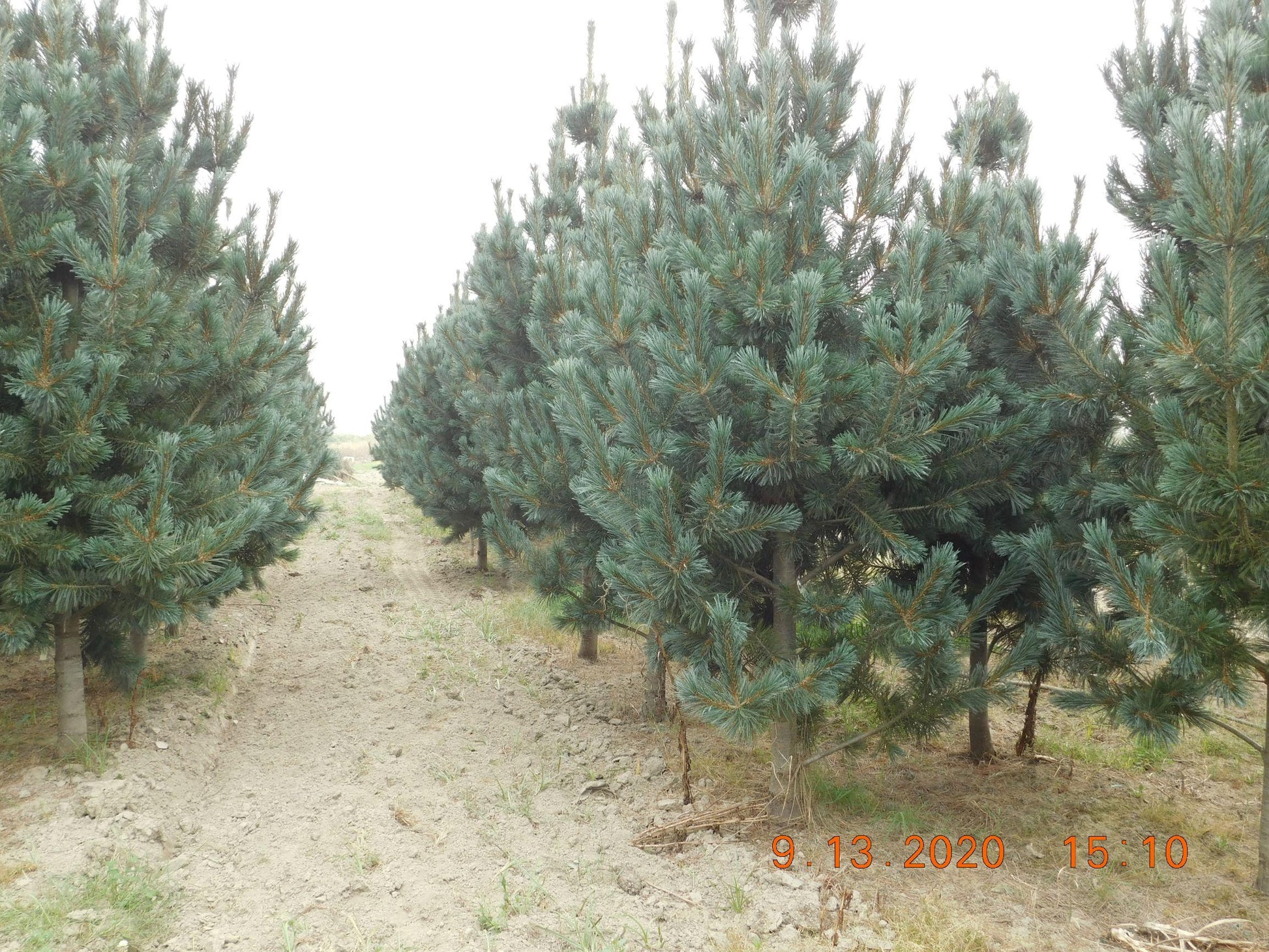 Pinus Flexilis 'vanderwolf's Pyramid' - View 30 from www redcrocus com