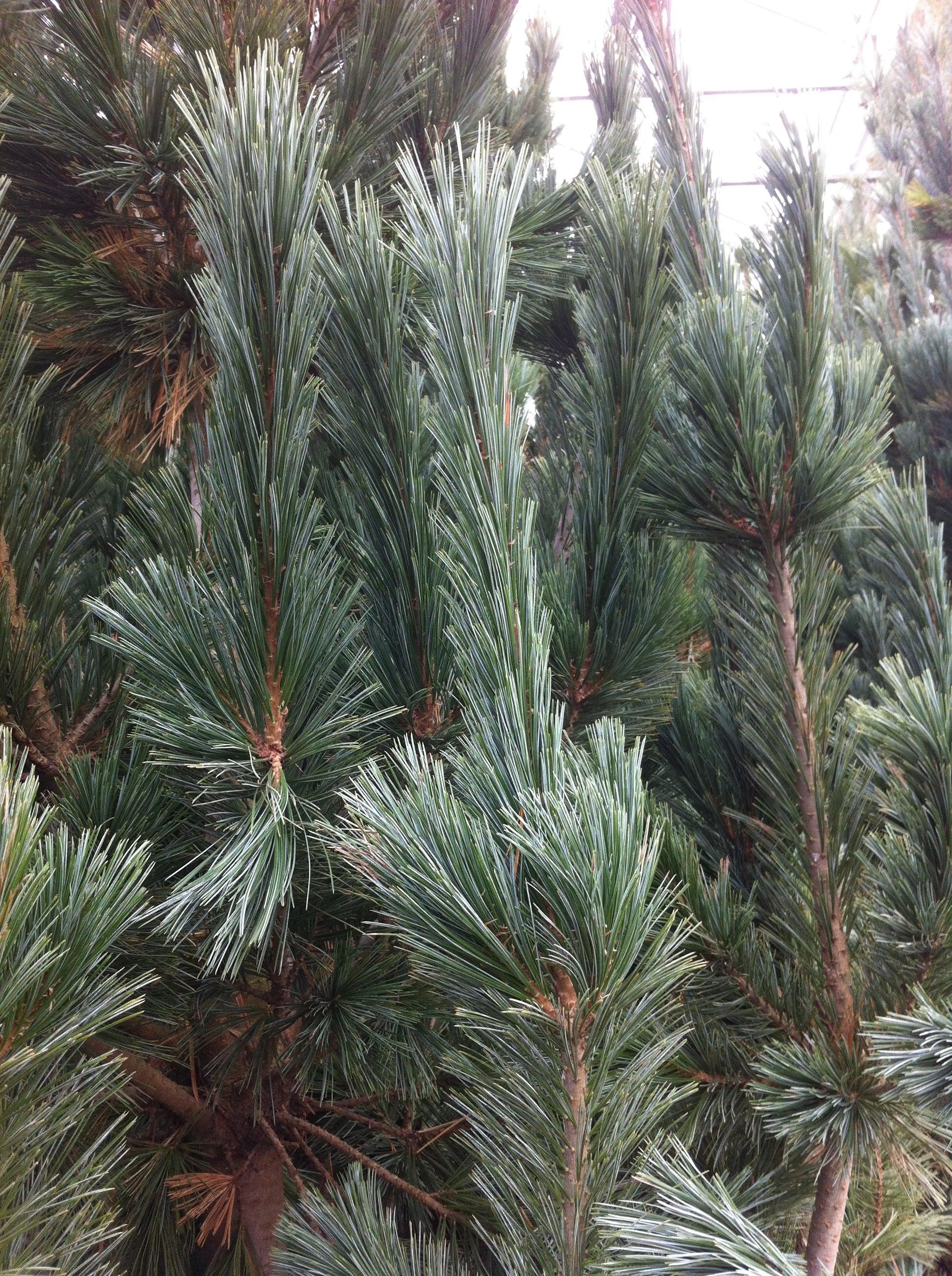Pinus Flexilis 'vanderwolf's Pyramid' - View 31 from www redcrocus com